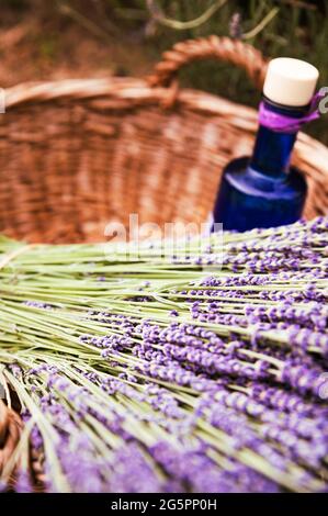 olio essenziale di lavanda in una bella bottiglia in mano. Foto d'inventario campo di lavanda in Provenza, Francia. Fioritura Violet fragranti fiori di lavanda. Lavanda crescente ondeggiante sul vento sopra. Cosmetica naturale Foto Stock