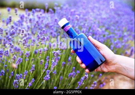 olio essenziale di lavanda in una bella bottiglia in mano. Foto d'inventario campo di lavanda in Provenza, Francia. Fioritura Violet fragranti fiori di lavanda. Crescente ondulazione di lavanda . Cosmetici naturali. Mockup Foto Stock