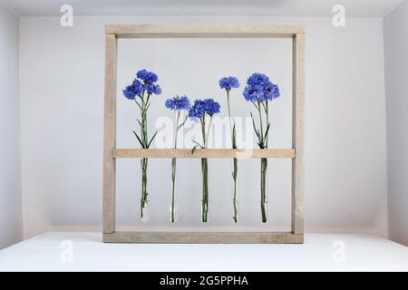 Cinque fiori di cornflower blu in vasi piccoli in una cornice di legno su grigio, semplice regalo di fiori e decorazione Foto Stock