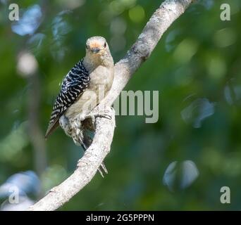 Picchio rosso (Melanerpes carolinus) arroccato su un ramo Foto Stock