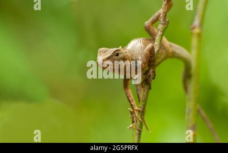 Gecko indiano su un tronco di albero , Bishnupur, India Foto Stock