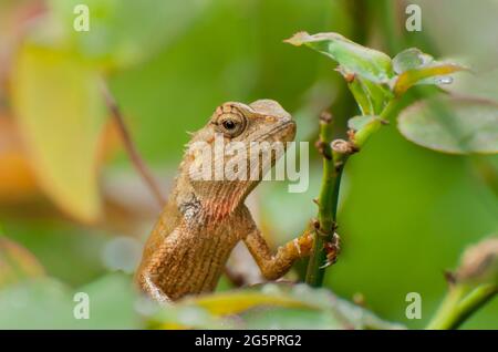 Gecko indiano su un tronco di albero , Bishnupur, India Foto Stock