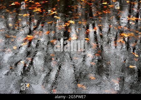 Closeup di gocce di pioggia che cadono su acqua con foglie secche Foto Stock