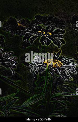 Vista sui fiori di Daisy in un giardino Foto Stock