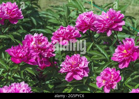 Un frammento di un bel letto di fiori. Le peonie sono molto belle grazie ai loro colori lussureggianti: Dal pastello ai colori luminosi con doppi petali e un persi Foto Stock