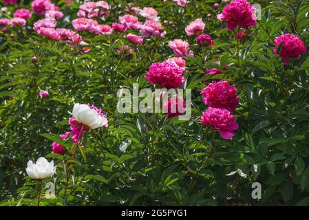 Un frammento di un bel letto di fiori. Le peonie sono molto belle grazie ai loro colori lussureggianti: Dal pastello ai colori luminosi con doppi petali e un persi Foto Stock