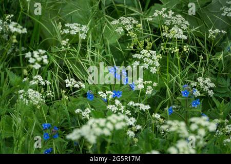 Fiore blu (Alkanet Verde) tra prezzemolo White Cow Foto Stock