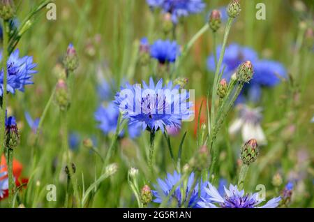 Vista in un campo con fiori sn diversi colori, ma con il fuoco su un fiore di mais blu Foto Stock