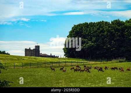 Hornby Castle, vicino a Bedale. Tempo estivo, in campagna, North Yorkshire, Regno Unito Foto Stock