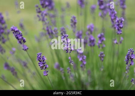 Erbe perenni Lavandula angustifolia 'lavanda inglese' fiori che crescono in vaso fioritura nel giardino del Regno Unito, estate 2021 giugno Foto Stock