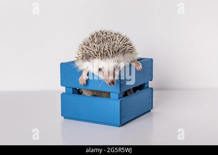 Riccio pigmeo africano salita fuori di scatola di legno blu, guardando alla macchina fotografica. Studio girato su sfondo bianco, concetto di razze e animali. Foto Stock