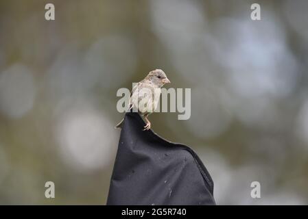 Female House Sparrow (Passer domesticus) appollaiato sulla cima di una copertura di Parasol Giardino a metà Galles nel mese di giugno Foto Stock