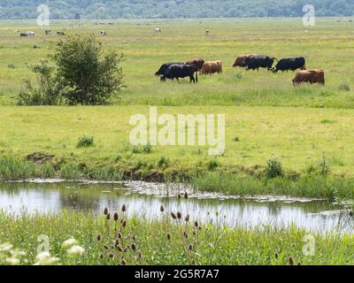 Bestiame su paludi pascolo in estate Foto Stock