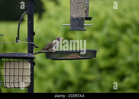 Female House Sparrow (Passer domesticus) appollaiato sul bordo di un cestino di verme su una stazione di alimentazione degli uccelli in un giardino in Galles in estate Foto Stock