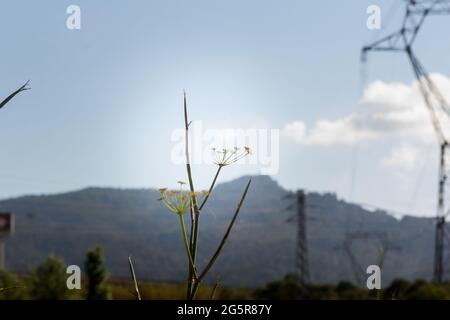Sagome di erbe selvatiche e piante sullo sfondo del cielo, fotografia scattata in primavera nella zona mediterranea di Baix Llobregat nel provino Foto Stock
