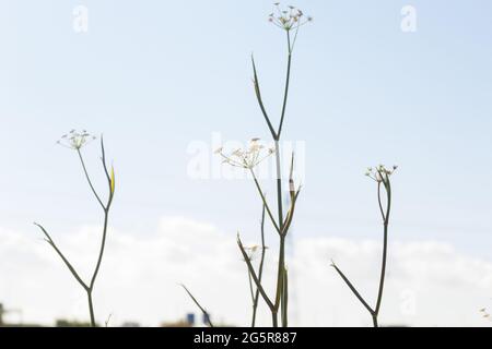 Sagome di erbe selvatiche e piante sullo sfondo del cielo, fotografia scattata in primavera nella zona mediterranea di Baix Llobregat nel provino Foto Stock