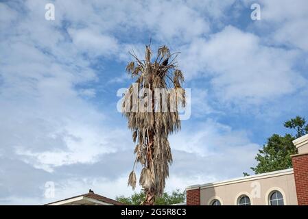 Sabal palme in Alachua, Florida afflitti con la malattia letale del Bronzing. Foto Stock