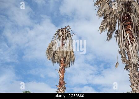 Sabal palme in Alachua, Florida afflitti con la malattia letale del Bronzing. Foto Stock