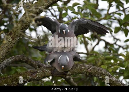 Primo piano di una coppia di Woodpigeons comuni (Columba Palumbus) con Male on Top con Wings Spread, entrambi di fronte a Camera, in estate in Galles Foto Stock