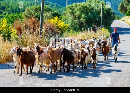 Urla, İzmir, Turchia - Giugno 2021: Un pastore turco e un gregge di capra sulla strada a Urla, İzmir, Turchia. Foto Stock