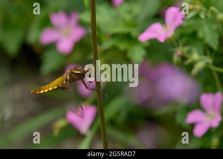 Ampio femmina corposo Chaser libellula Foto Stock