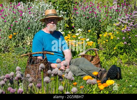 Gilmerton Walled Garden, East Lothian, Scozia, Regno Unito, 29 giugno 2021. Tessitura Willow: Jerry Simcock mostra alcuni dei suoi cestini di salice tessuti da salice cresciuto nel giardino. Il giardino è in fase di sviluppo da un piccolo gruppo di volontari e comprende un giardino fiorito, sentiero del salice, alveari delle api, macchie di verdure, frutteto e prati di fiori selvatici. Iniziato nel 2016, il giardino sta gradualmente prendendo forma e si spera che i nuovi laboratori di tessitura willow incoraggeranno i visitatori Foto Stock