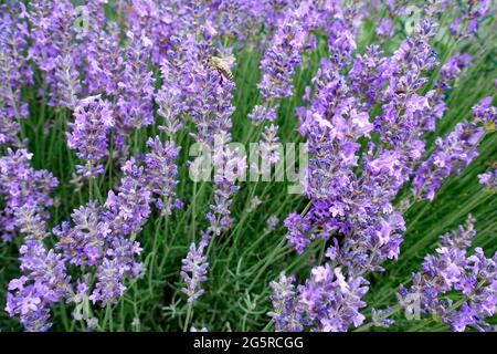 Lavanda, giardino a Berlino Foto Stock