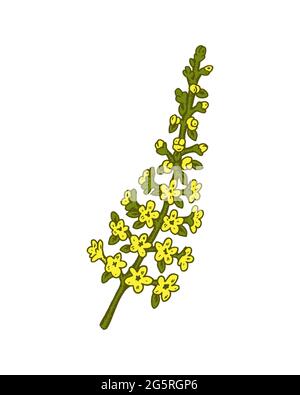 Fiore di campo disegnato a mano isolato su sfondo bianco. Illustrazione vettoriale nello stile di schizzo Illustrazione Vettoriale
