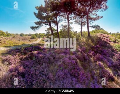 Heather in fiore Foto Stock