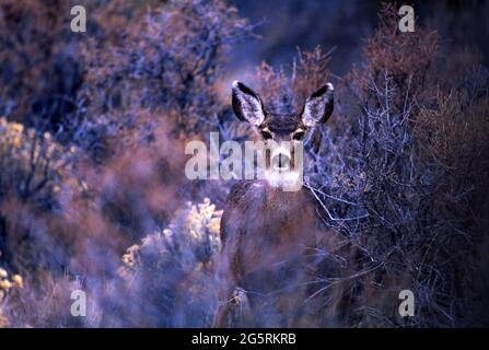 Stati Uniti, Pacifico nord-occidentale, Oregon, Oregon centrale, Mule Deer, Odocoileo hemionus Foto Stock