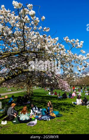 Inghilterra, Londra, Regent's Park, gruppo di giovani che picnicking sotto la fioritura di ciliegia Foto Stock