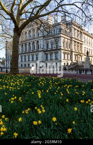 Inghilterra, Londra, Westminster, Whitehall, St.James's Park e ufficio straniero e del Commonwealth con Daffodils in primavera Foto Stock