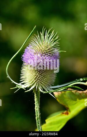 Wilde Karde, Dipsacus fullonum, dipsacaceae, Blütenstand, Blume, Pflanze, a Buntbrache, Naturpark Klettgau, Kanton Schaffhausen, Schweiz Foto Stock