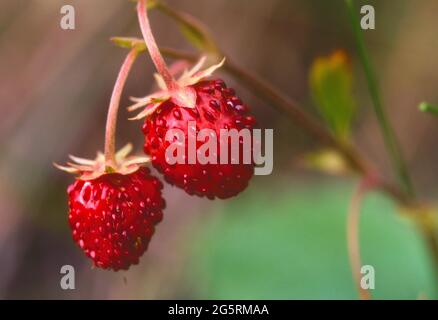 Wald-Erdbeere, Fragaria vesca, Rosaceae, Beeren, Früchte, Pflanze, Kanton Zürich, Schweiz Foto Stock