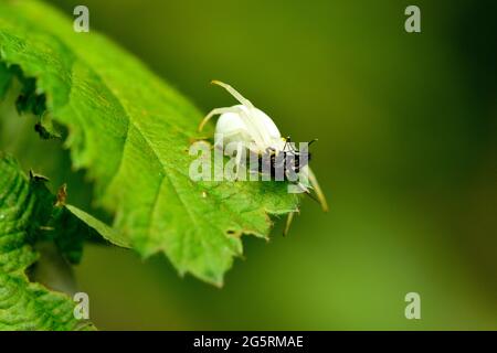 Veränderliche Krabbenspinne, Misumena vatia, Thomisidae, Spinne, Insekt, TIER, Klettgau, Naturpark, Kanton Schaffhausen, Schweiz Foto Stock