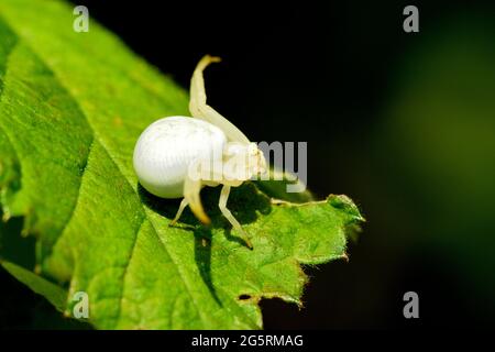 Veränderliche Krabbenspinne, Misumena vatia, Thomisidae, Spinne, Insekt, TIER, Klettgau, Naturpark, Kanton Schaffhausen, Schweiz Foto Stock