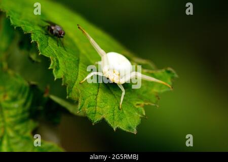 Veränderliche Krabbenspinne, Misumena vatia, Thomisidae, Spinne, Insekt, TIER, Klettgau, Naturpark, Kanton Schaffhausen, Schweiz Foto Stock