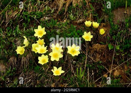 Schwefel-Anemone, Pulsatilla alpina ssp. Apiifolia, Ranunculaceae, Bestand, blühend, Blüten, Alpenblume, Pflanze, Alpen, bei Pastaglias, Kanton Graubü Foto Stock