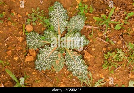 Mariendistel, Silybum marianum, Asteraceae, Blattrosette, Blume, Pflanze, spagnolo Foto Stock