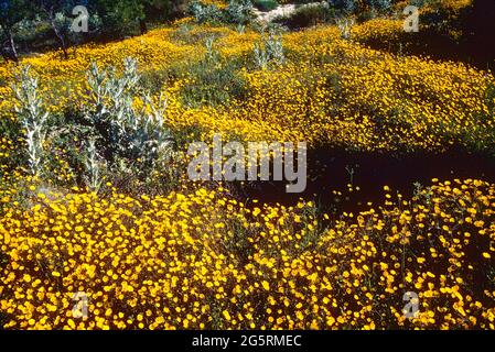 Kronen-Wucherblume, Glebionis coronaria, Asteraceae, blühend, Bestand, Blume, Pflanze, a Olivenhain, Provinz Malaga, Andalusia, Spagnolo Foto Stock