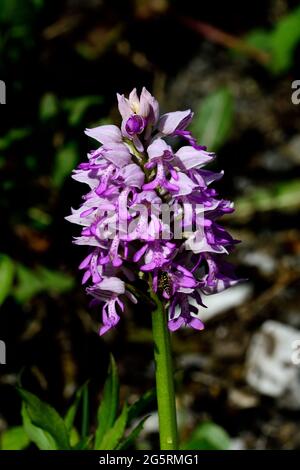 Helm-Knabenkraut, Orchis militaris, Orchidaceae, Blütenstand, Blüten, Orchidee, Blume, Pflanze, Munté, Naturreservat, Feuchtgebiet, Cazis, Domleschg, Foto Stock