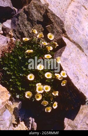 Alpen-Hahnenfuss, Ranunculus alpestris, Ranunculaceae, blühend, Blüten, A Felsen, Alpen, Kanton Graubünden, Schweiz Foto Stock