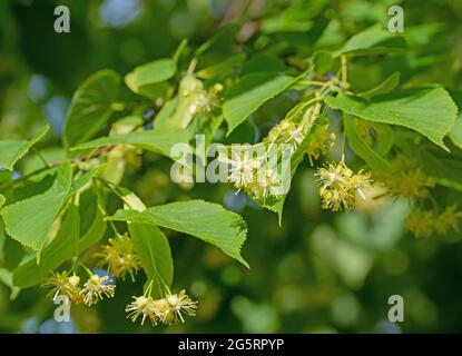 Tiglio estivo in fiore, Tilia platyphyllos, primo piano Foto Stock