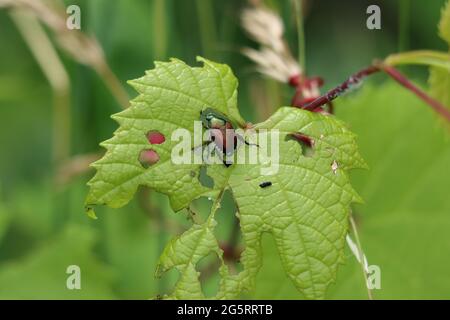 L'apeto giapponese che mangia una foglia d'uva Foto Stock