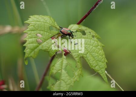 L'apeto giapponese che mangia una foglia d'uva Foto Stock