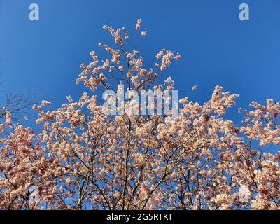 Fiore di Ciliegio nella parte anteriore del cielo blu Foto Stock