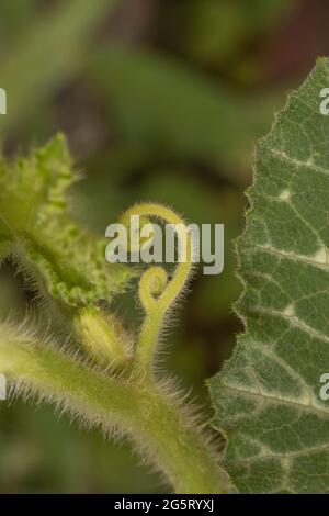 Dettaglio di un focolaio in una pianta di zucca con colori vivaci - macro shot. Butternut Foto Stock