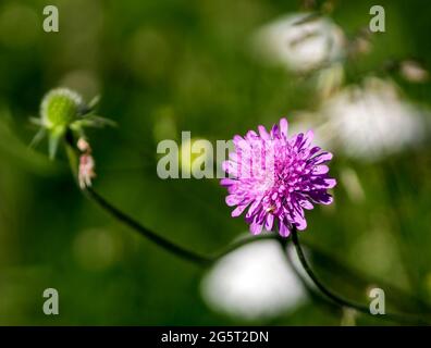 Un Trifolium pratense Foto Stock