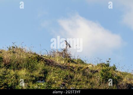 Un corvo su un palo di legno Foto Stock