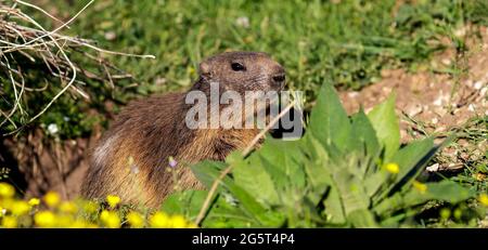 Una marmotta selvaggia Foto Stock